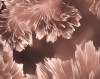 rosegold_plumes_icon.png