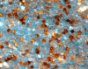 goldfish_sand_icon.png