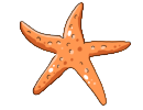 orangestarfish.png
