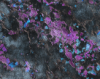 purple_storm_oxide_icon.png