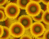 sunflowers_gold_icon.png