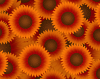 sunflowers_orange_icon.png