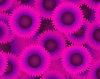 sunflowers_pink_icon.png