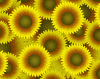sunflowers_yellow_icon.png