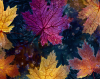 sunken_leaves_icon.png