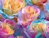 rainbow_roses_icon.png