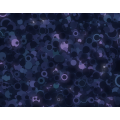 ec_shadow_baubles_thumb.png
