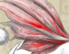 venation_icon.png