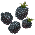 blackberries_thumb.png